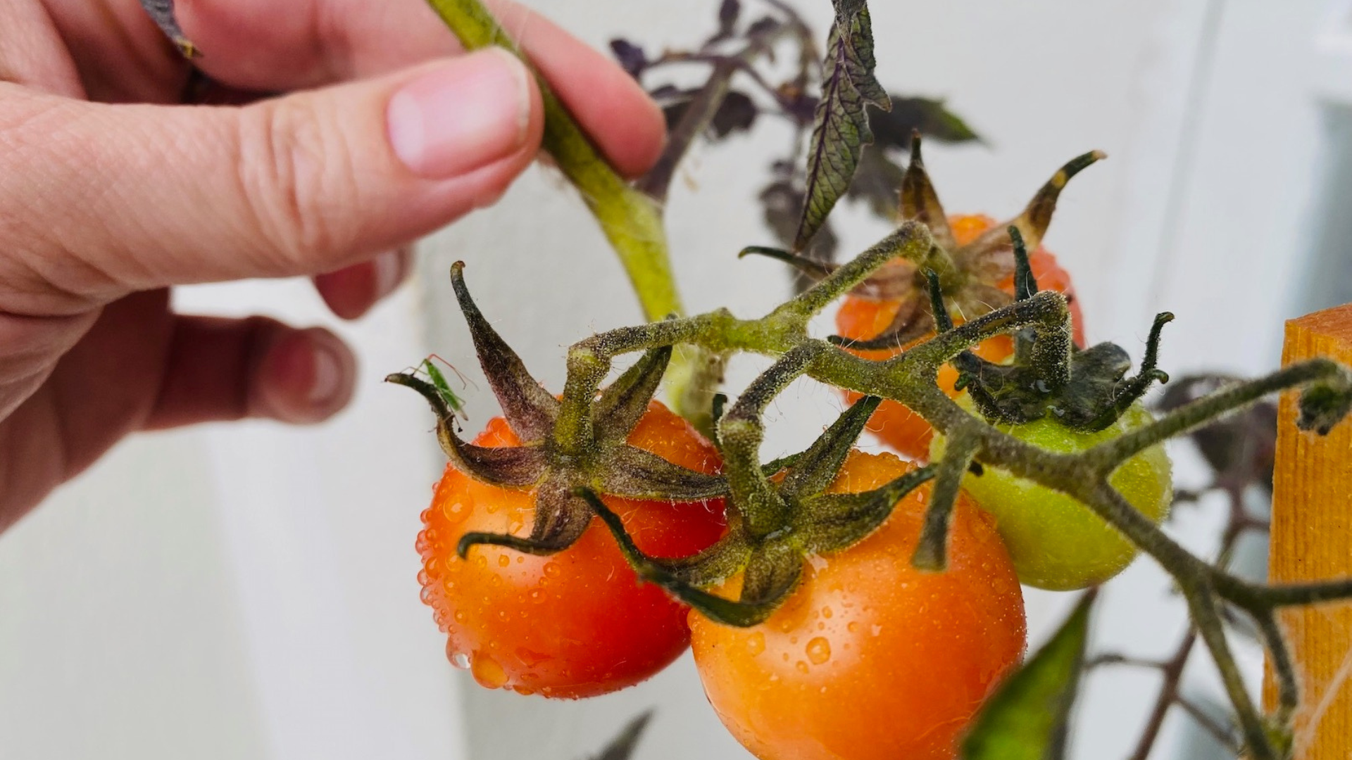 Käsi esittelee oransseja tomaatin taimia